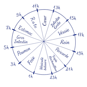 Horloge des organes
